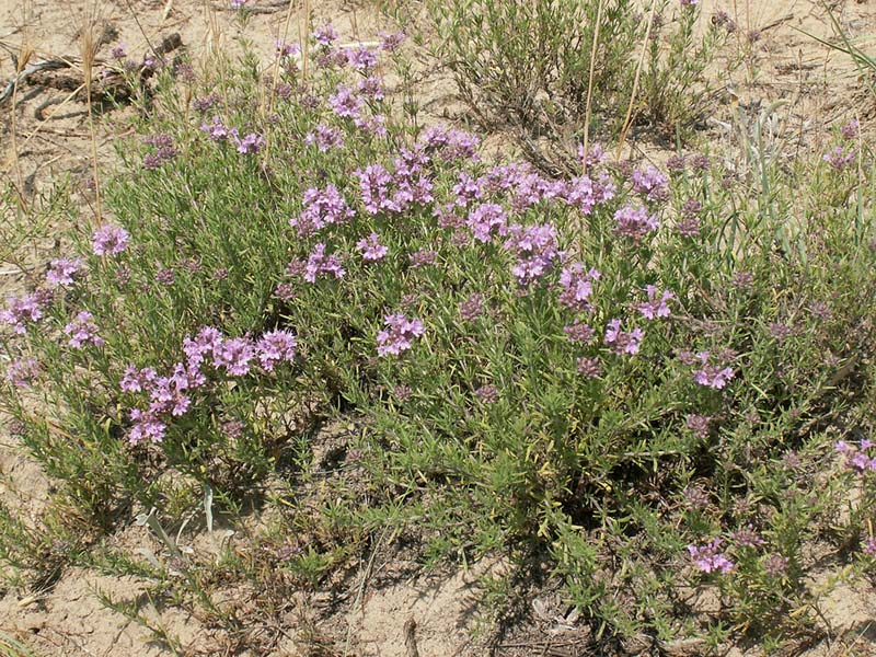 Изображение особи Thymus pallasianus.