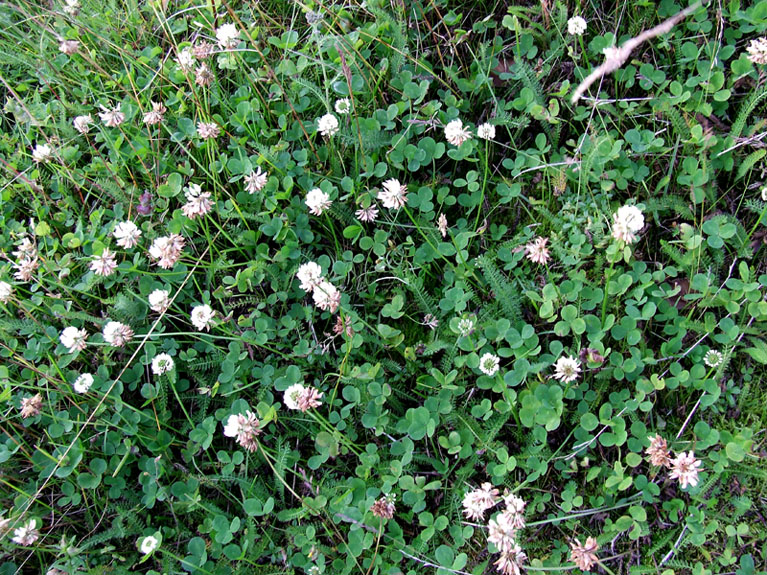 Image of Trifolium repens specimen.