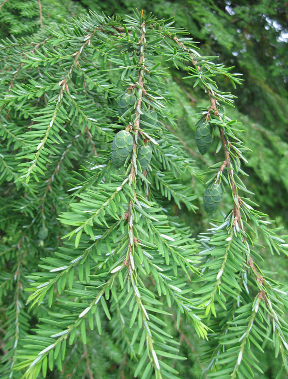 Изображение особи Tsuga canadensis.