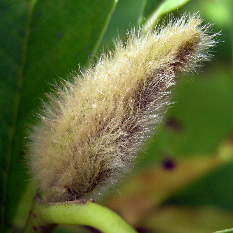 Image of Magnolia kobus specimen.