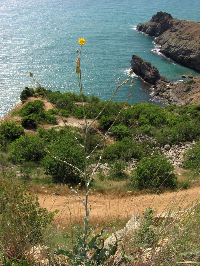 Image of Tragopogon elatior specimen.