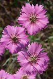 Dianthus repens