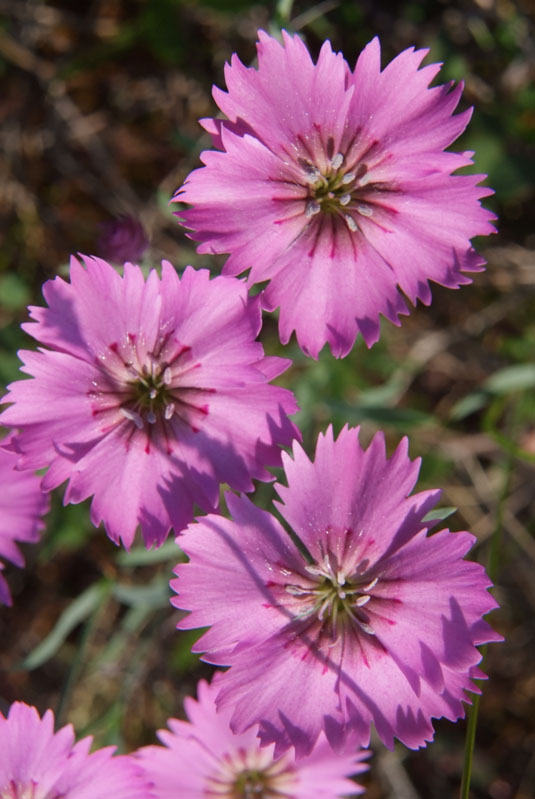 Image of Dianthus repens specimen.