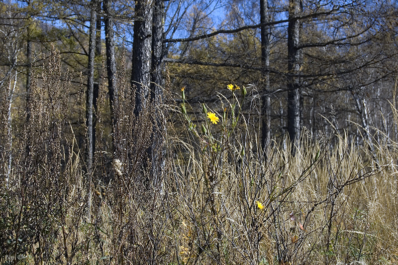 Изображение особи Tragopogon orientalis.