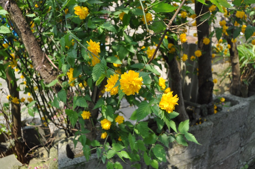 Image of Kerria japonica var. pleniflora specimen.