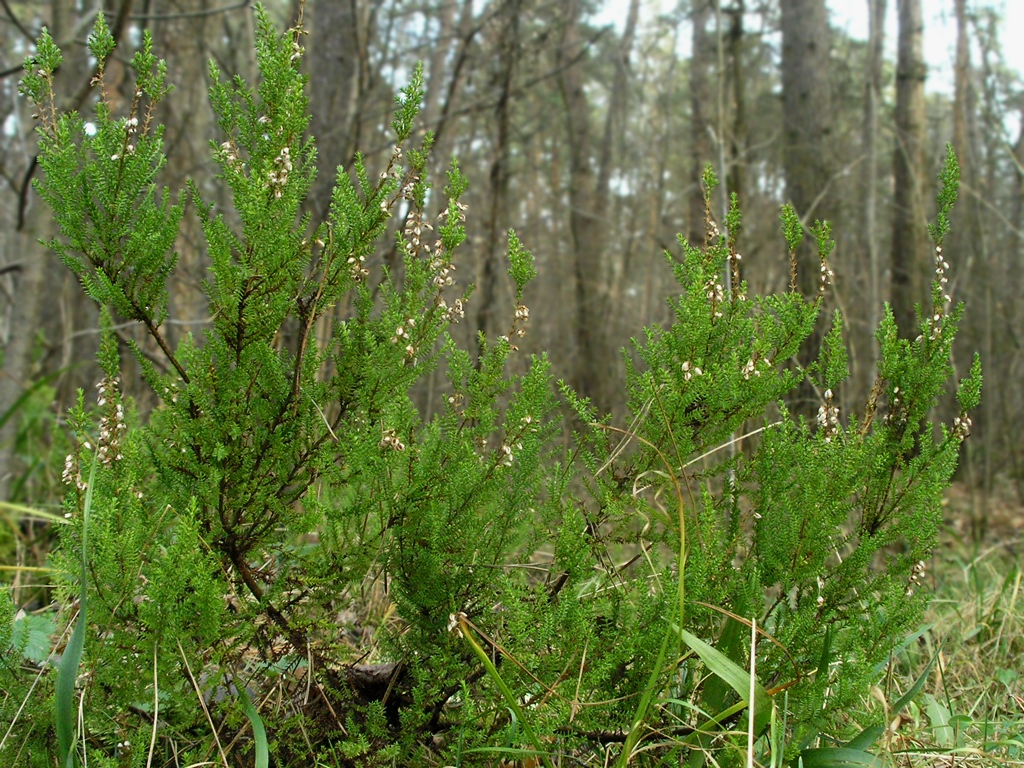 Image of Calluna vulgaris specimen.