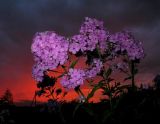 Phlox paniculata