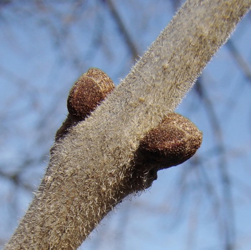 Image of Fraxinus pennsylvanica specimen.
