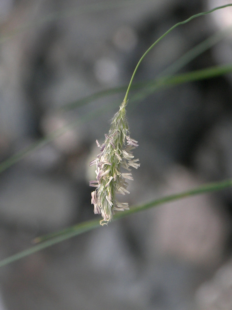 Image of Alopecurus ponticus specimen.