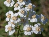 Achillea abrotanoides. Соцветия. Черногория, нац. парк Ловчен, гора Ловчен, вершина Језерски врх, у лестницы к мавзолею Петра II Петровича Негоша, нарушенная каменистая горная степь. 10.10.2014.