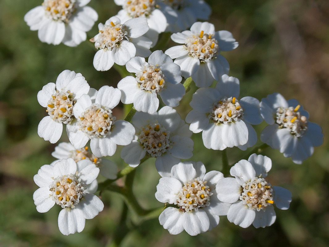 Image of Achillea abrotanoides specimen.