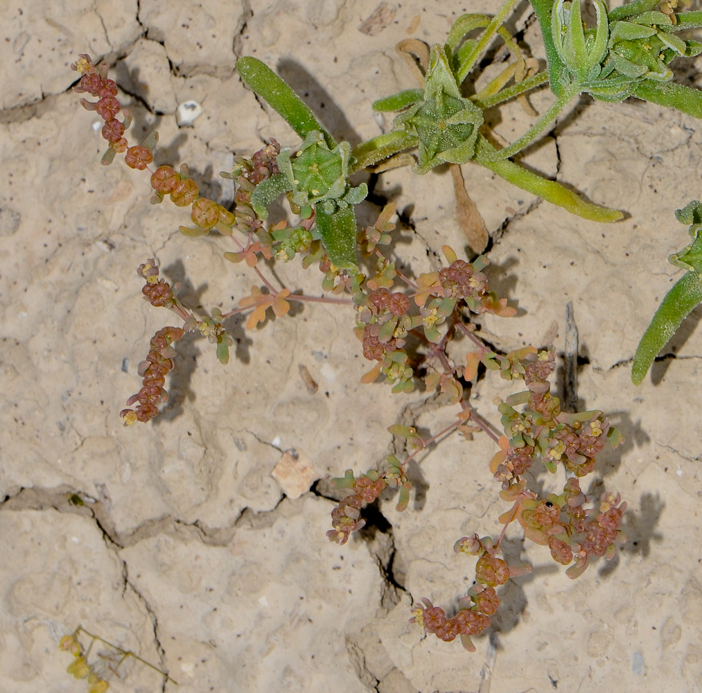 Image of Tetradiclis tenella specimen.