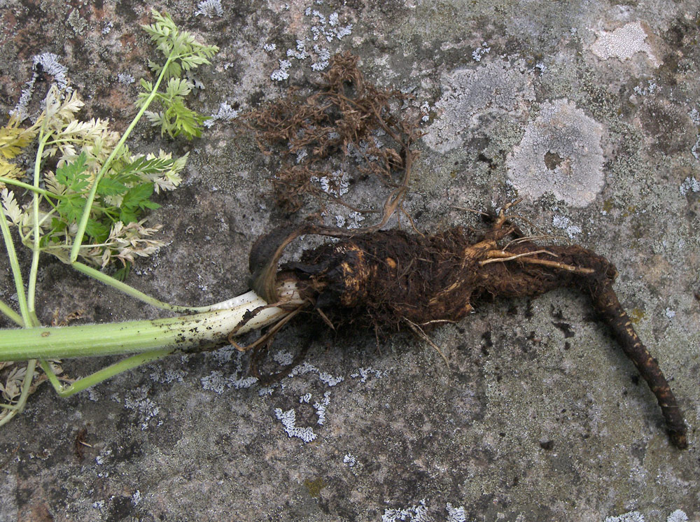 Image of Anthriscus velutina specimen.