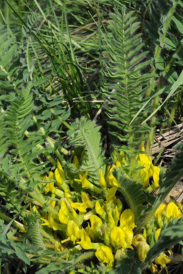 Image of Astragalus chlorodontus specimen.