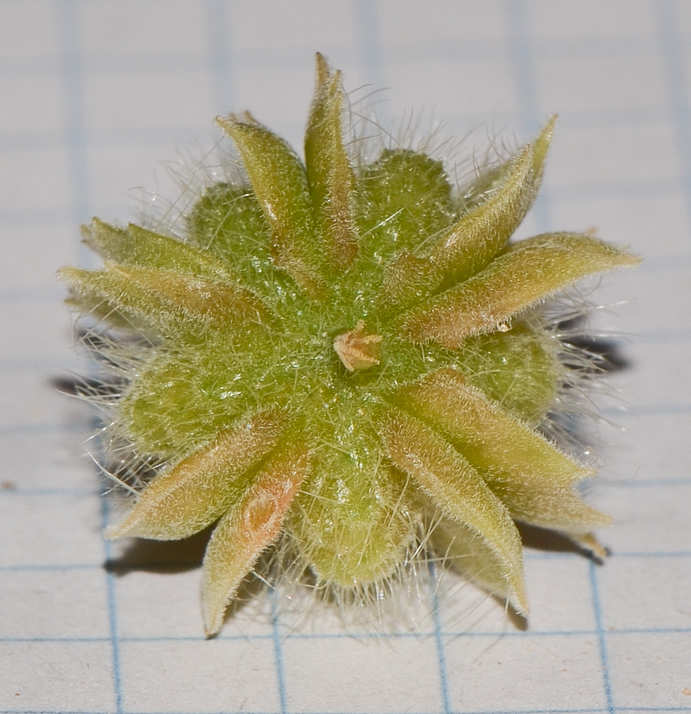 Изображение особи Tribulus macropterus.