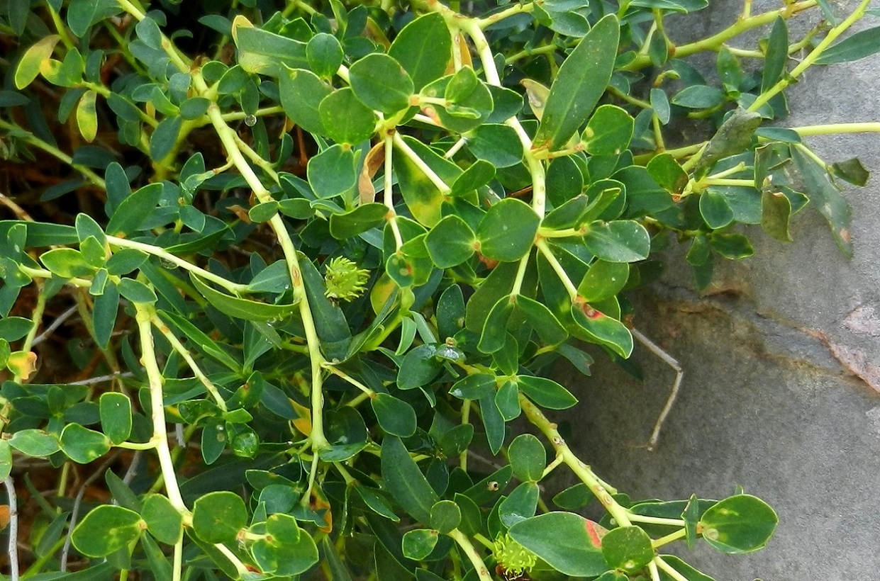 Image of genus Euphorbia specimen.