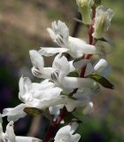 Corydalis cava