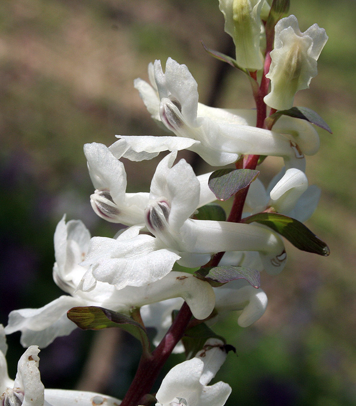 Image of Corydalis cava specimen.