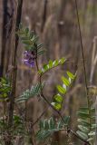 Vicia sepium