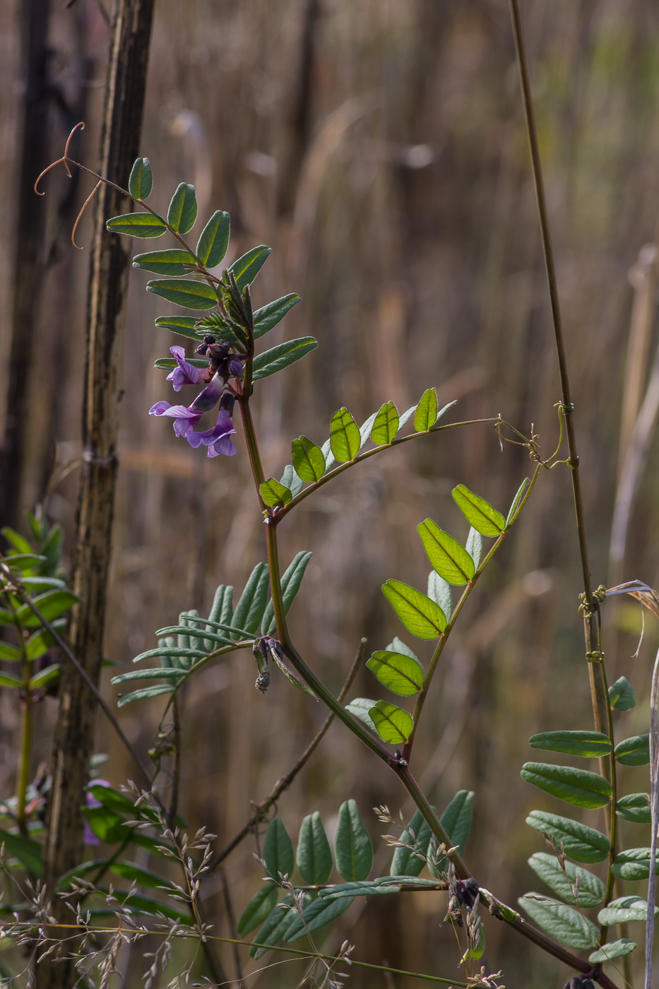 Image of Vicia sepium specimen.