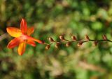 Crocosmia × crocosmiiflora. Соцветие-извилина с завязавшимися плодами (вид сверху). Восточно-Казахстанская обл., Глубоковский р-н, окр. с. Кожохово, в культуре. 21.08.2015.