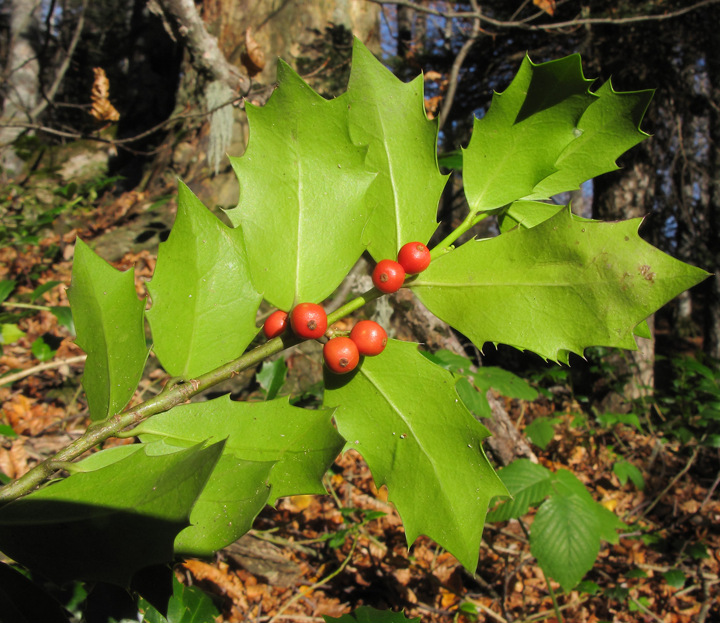 Image of Ilex colchica specimen.