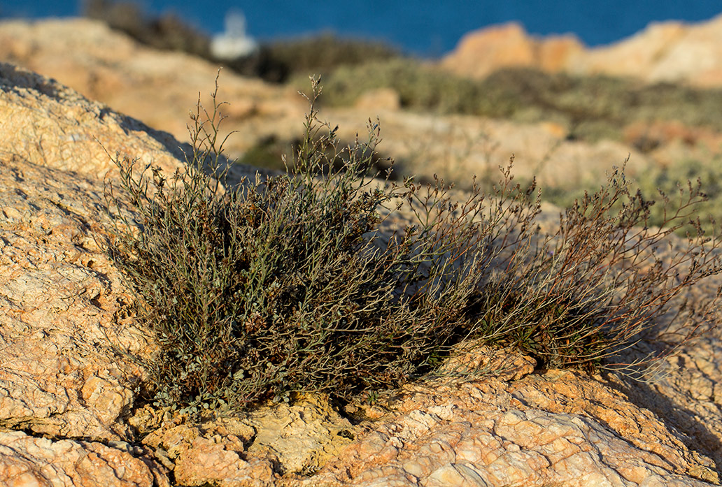 Image of Limonium virgatum specimen.