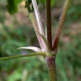 Geranium sibiricum. Часть побега с цветоносом, выходящим из пазух листьев. Челябинская обл., окр. г. Челябинск, Золотая горка, обочина дороги в берёзовом лесу. 03.07.2014.