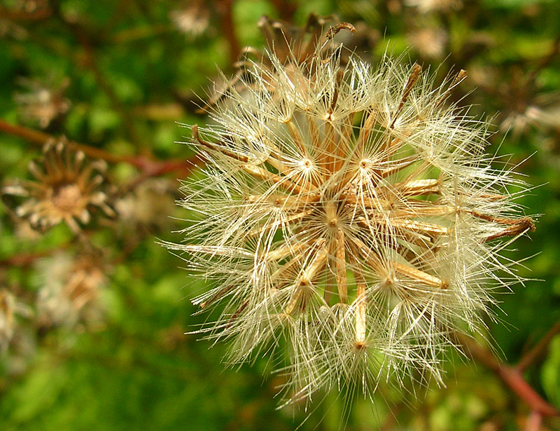 Image of Crepis paludosa specimen.