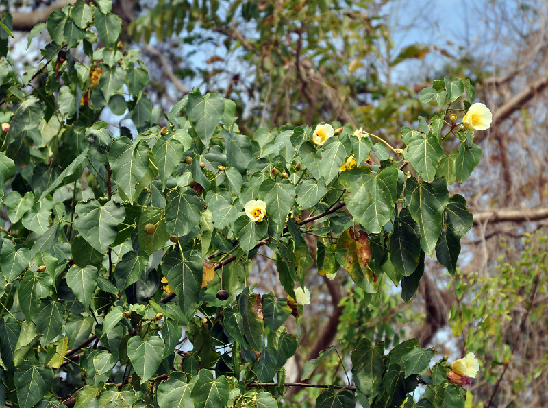 Image of Thespesia populnea specimen.