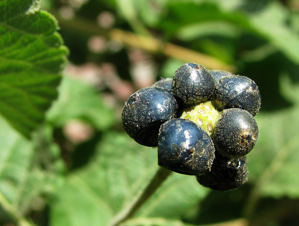 Изображение особи Lantana camara.