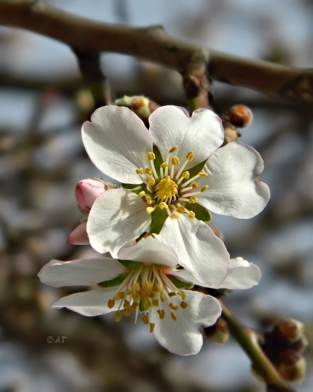 Изображение особи Amygdalus communis.