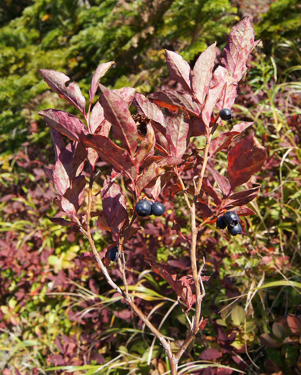 Image of Vaccinium smallii specimen.