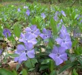 Vinca minor