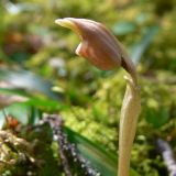 Calypso bulbosa. Бутон. Свердловская обл., окр. г. Североуральск, таёжный лес. 19.05.2007.