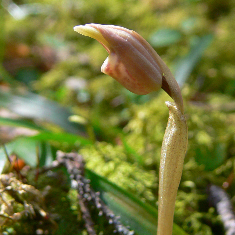 Image of Calypso bulbosa specimen.