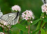 Spiraea humilis
