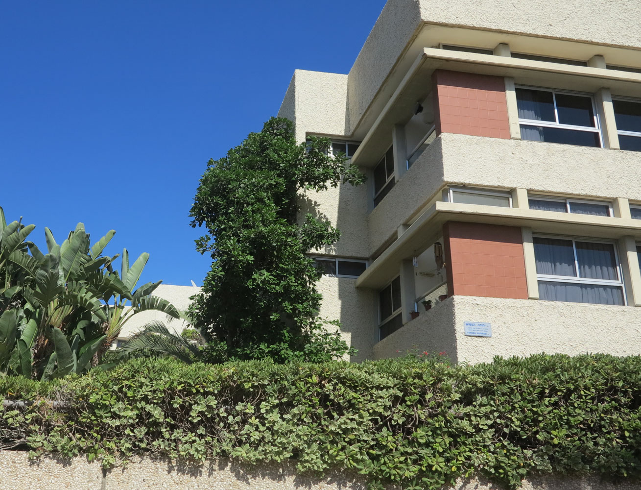 Image of Ficus pumila specimen.