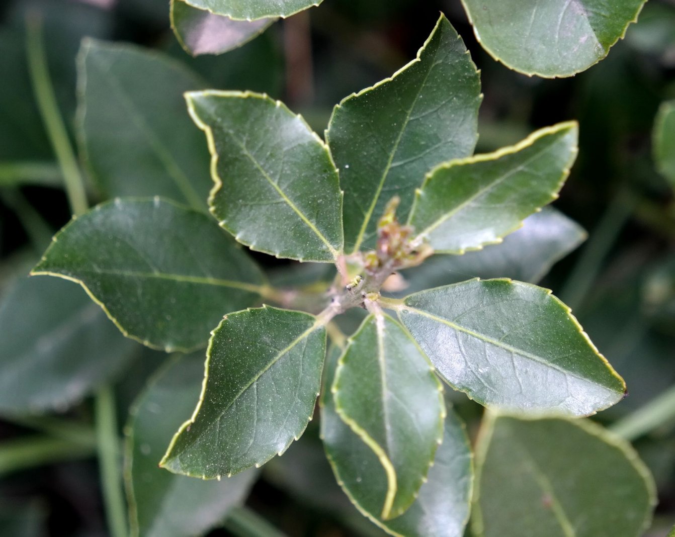 Image of Rhamnus alaternus specimen.