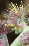 Solenanthus circinnatus