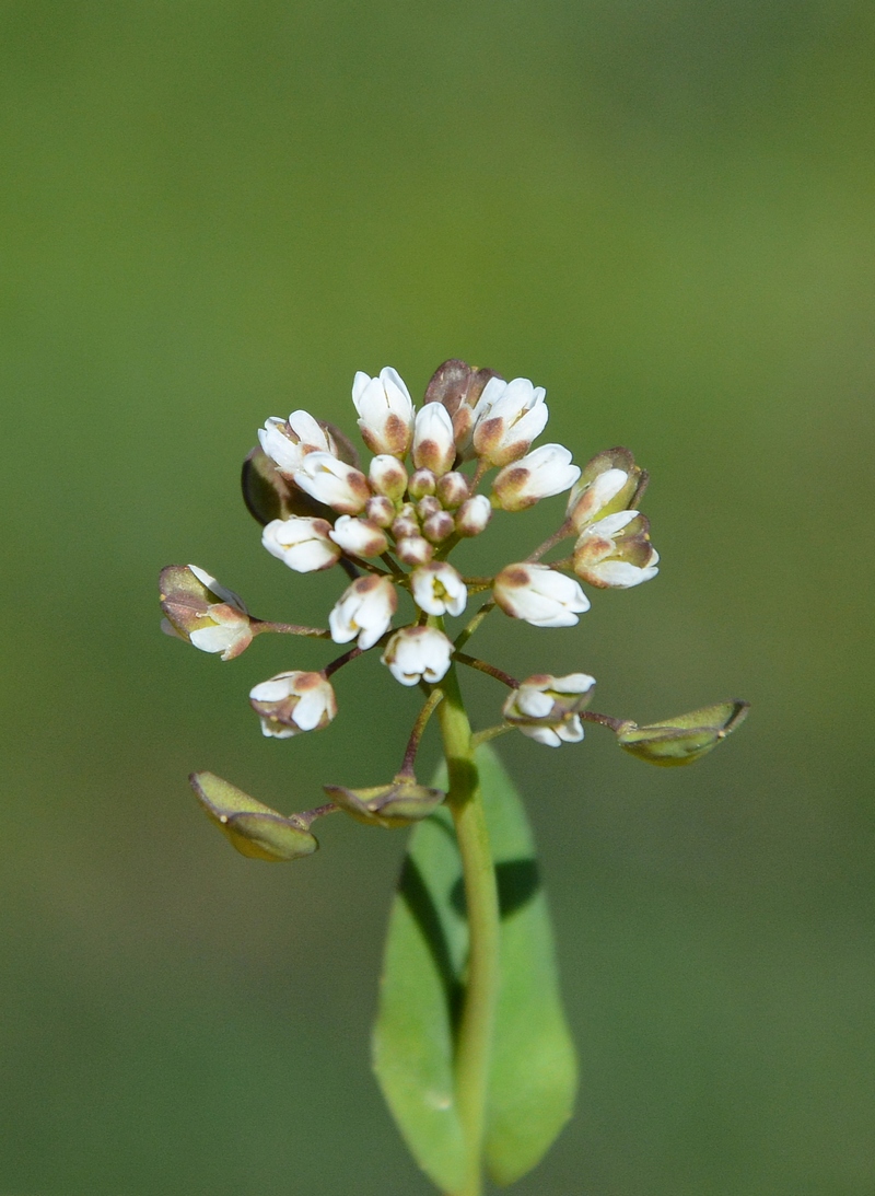 Image of Microthlaspi perfoliatum specimen.