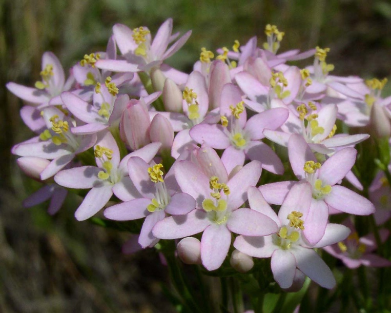 Изображение особи Centaurium erythraea.