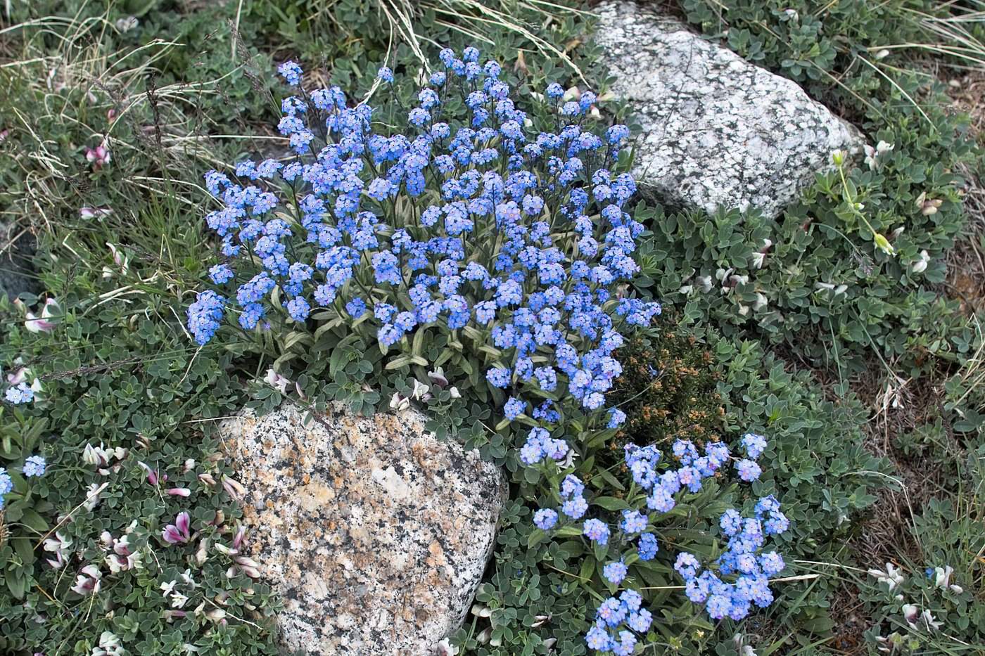 Image of genus Myosotis specimen.