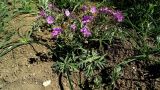 Geranium tuberosum