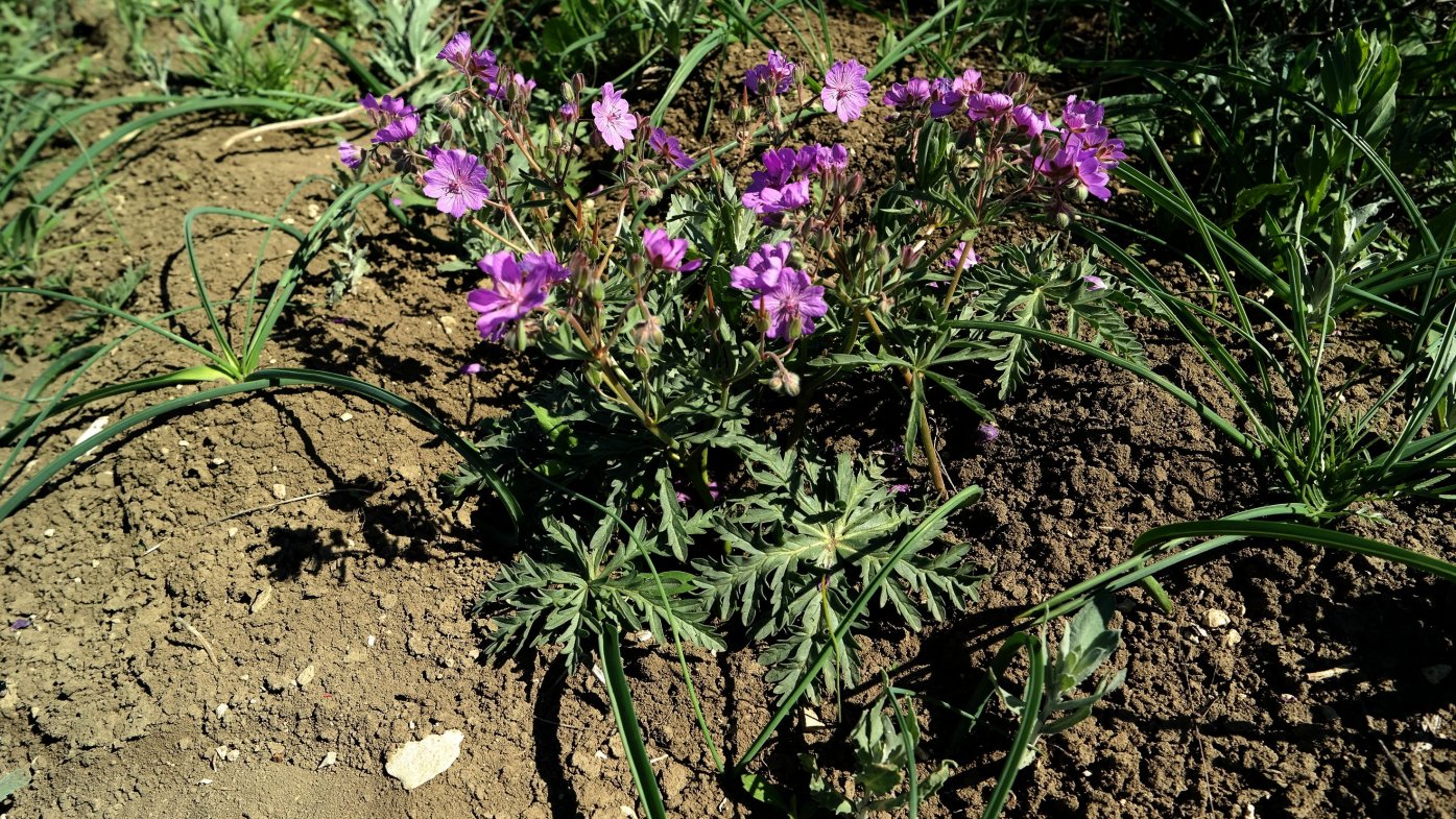 Изображение особи Geranium tuberosum.