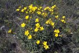 Linum flavum