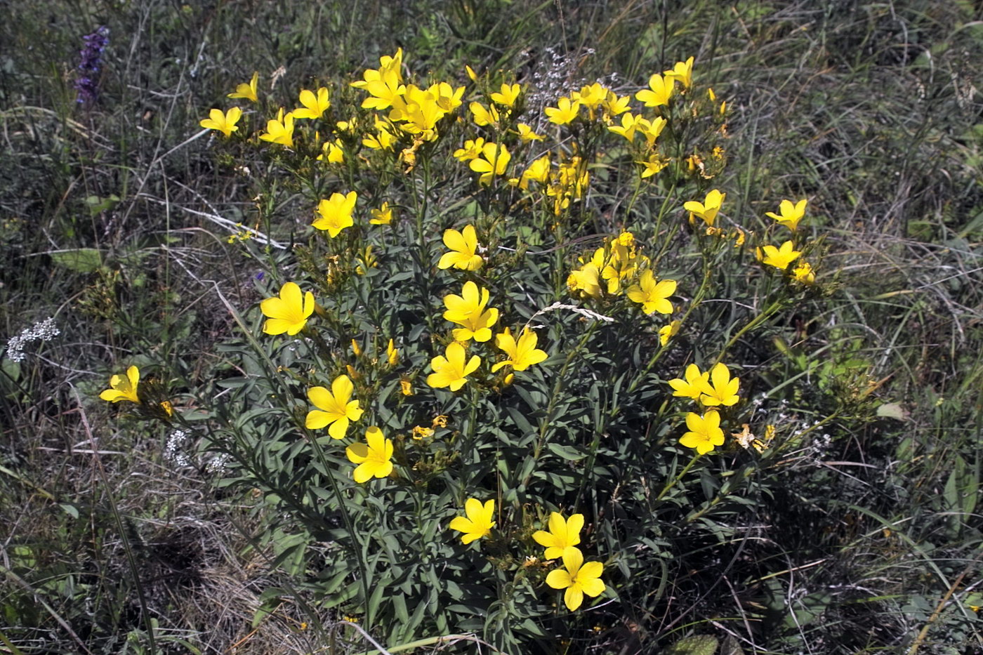 Изображение особи Linum flavum.