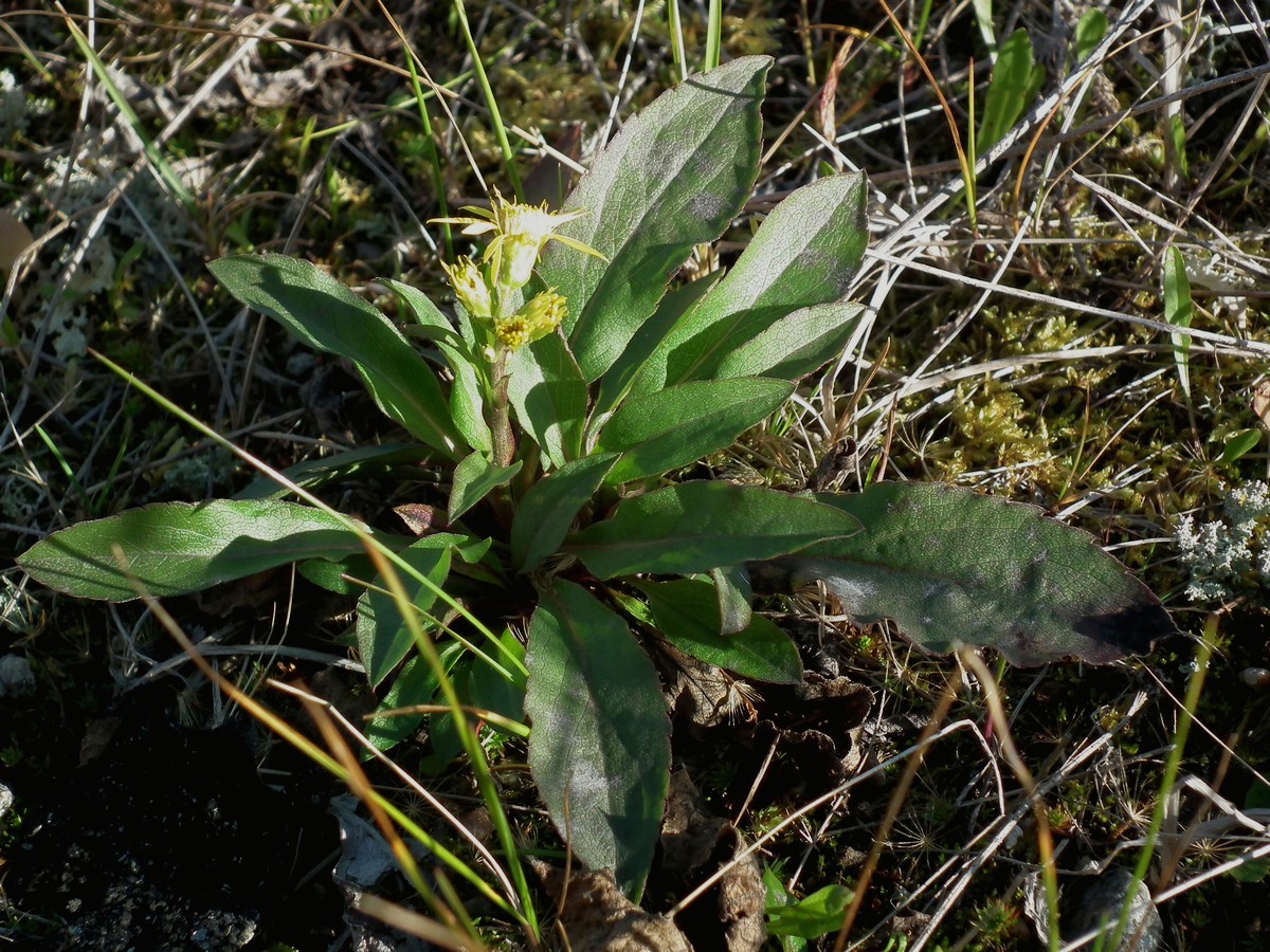 Изображение особи Solidago virgaurea ssp. lapponica.