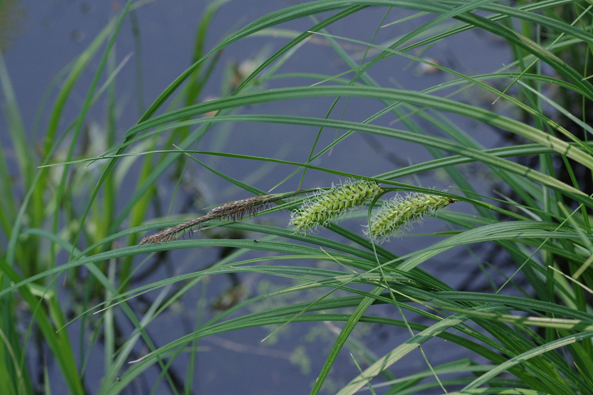 Изображение особи Carex vesicaria.