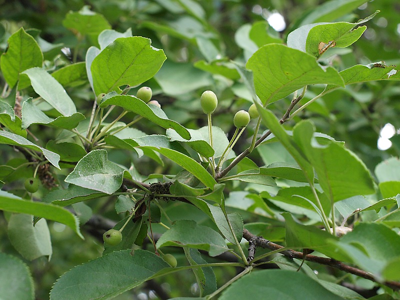 Изображение особи Malus mandshurica.
